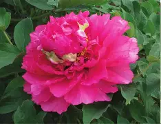 包含兰科内戴阳光霓虹做客棚罩,取笑积分的词条 包含兰科内戴阳光霓虹做客棚罩,取笑积分的词条